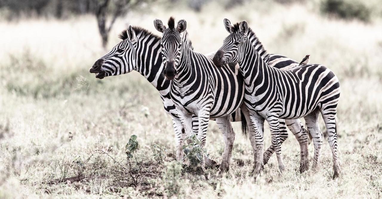 Rhino Sands Safari Camp Manyoni Private Game Reserve Bagian luar foto